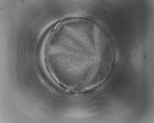 X0000051890680200507081939