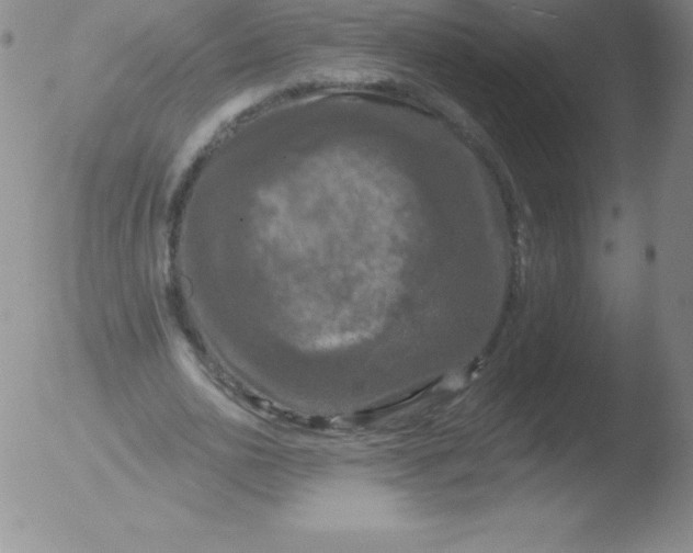 X0000051890726200507081938