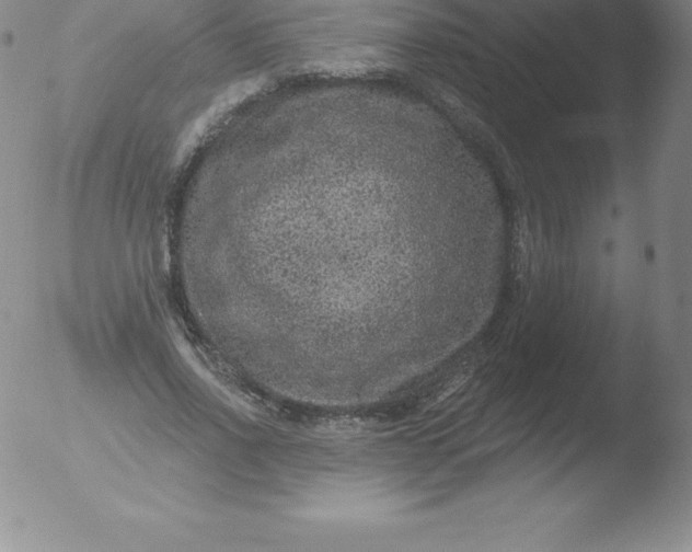 X0000051890734200507081938