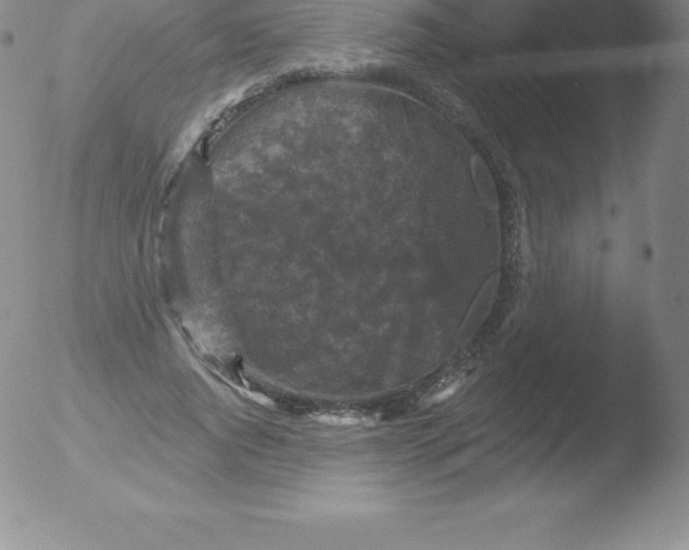 X0000051890736200507081938