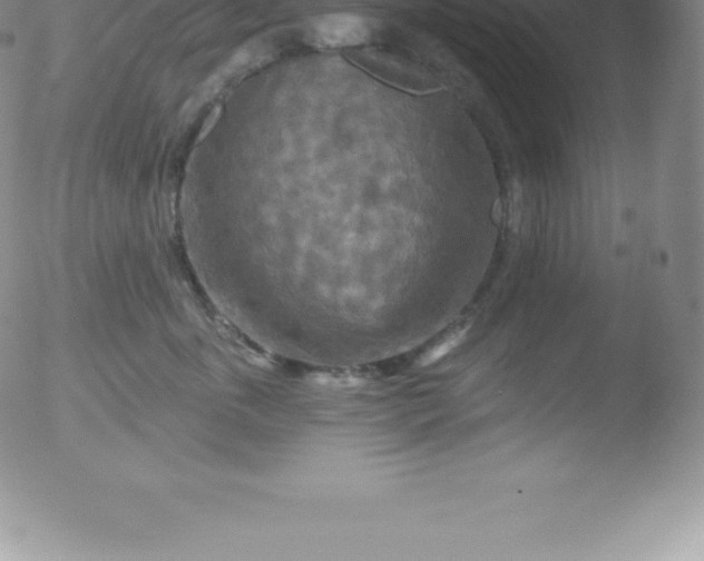 X0000051890763200507081938