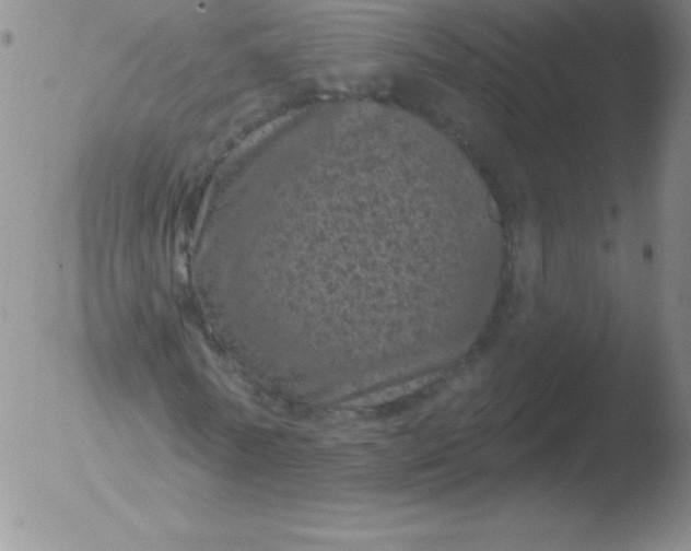 X0000051890770200507081938