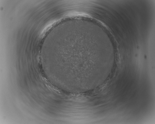 X0000051890775200507081938