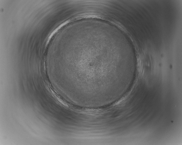 X0000051890782200507081938