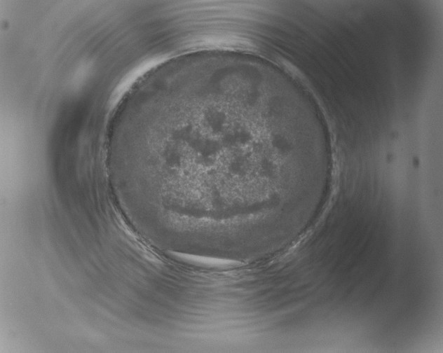 X0000051891019200507081933