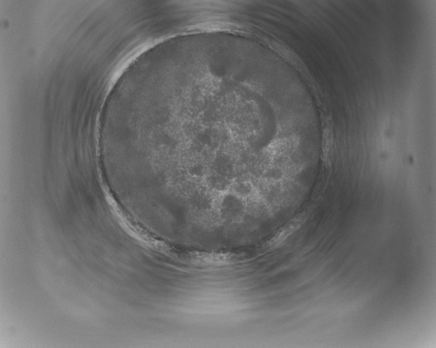 X0000051891039200507081933