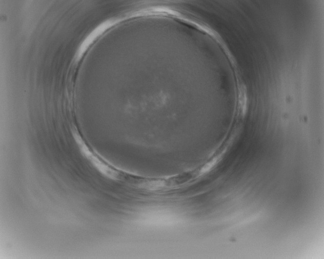 X0000051891054200507081934