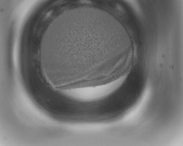 X0000051891199200507081931