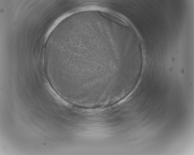 X0000051891244200507081931