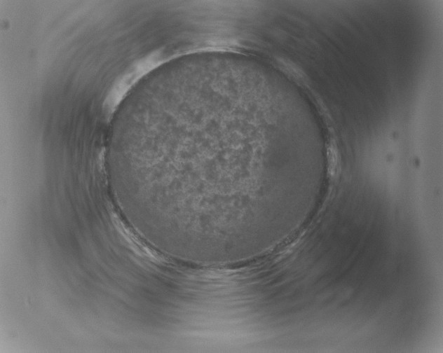 X0000051891260200507081930