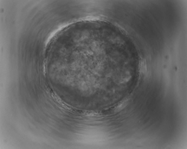 X0000051891262200507081930