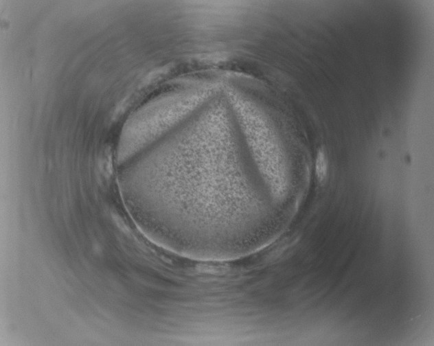 X0000051891299200507081928