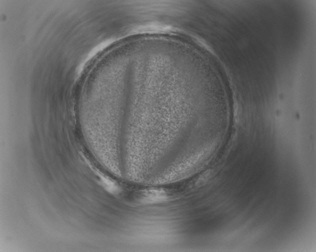 X0000051891315200507081929