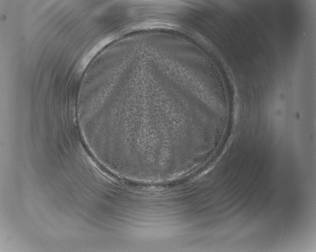 X0000051891321200507081929