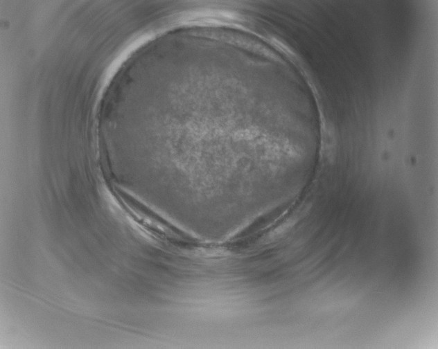 X0000051891384200507081928