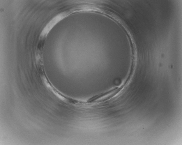 X0000051891385200507081928