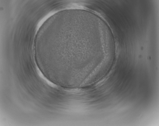 X0000051891387200507081928