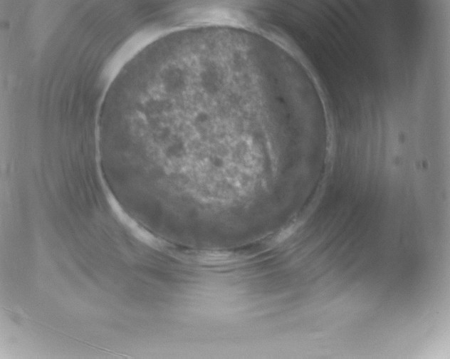 X0000051891439200507081927