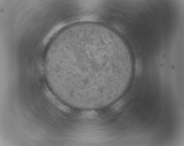 X0000051891454200507081926