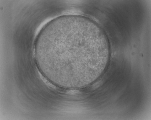 X0000051891462200507081926