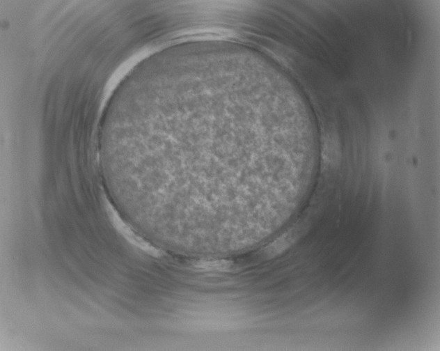 X0000051891466200507081926