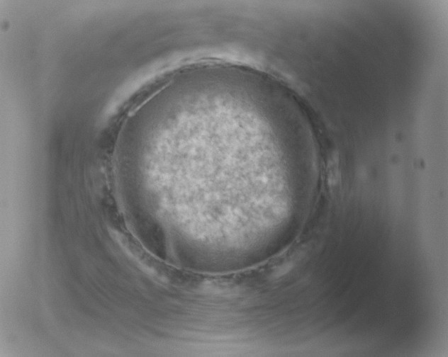 X0000051891496200507081925