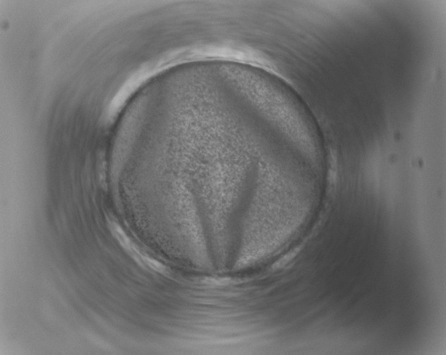 X0000051891499200507081925