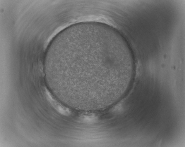 X0000051891505200507081925