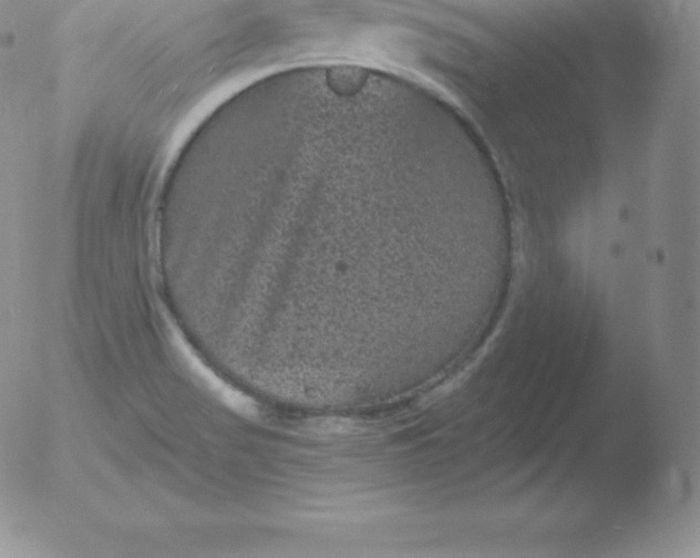 X0000051891517200507081926