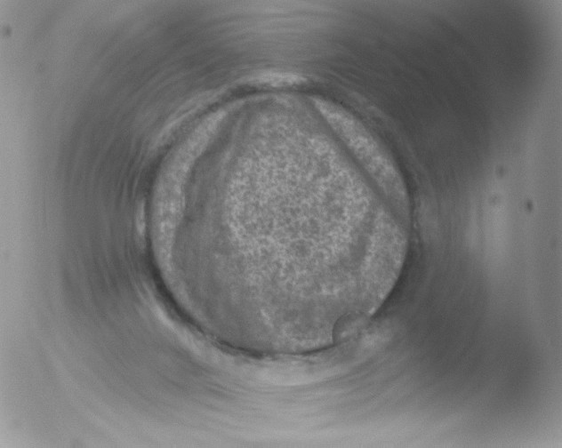 X0000051890024200507151950