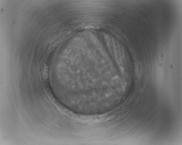 X0000051890029200507151950