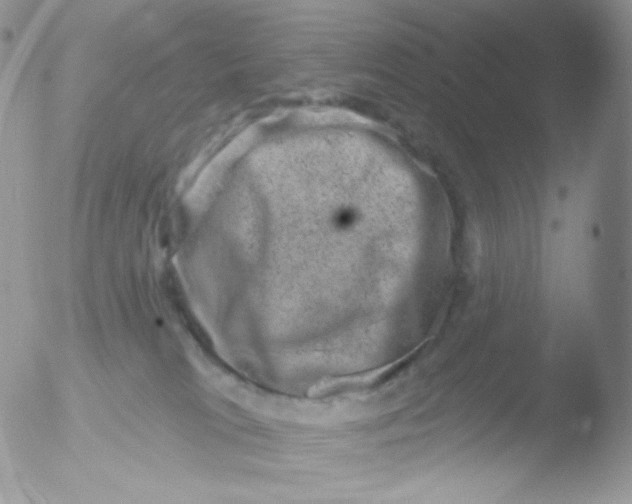 X0000051890037200507151950