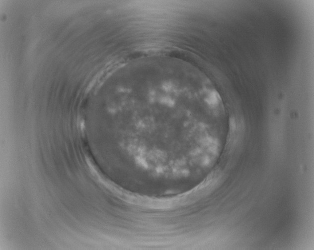 X0000051890048200507151950