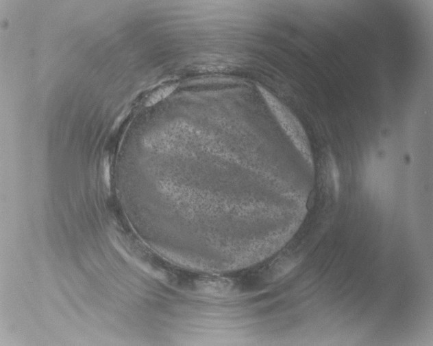 X0000051890215200507151947