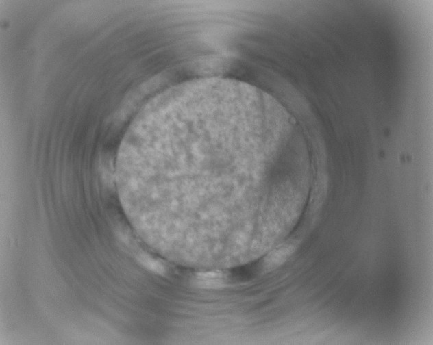 X0000051890240200507151947