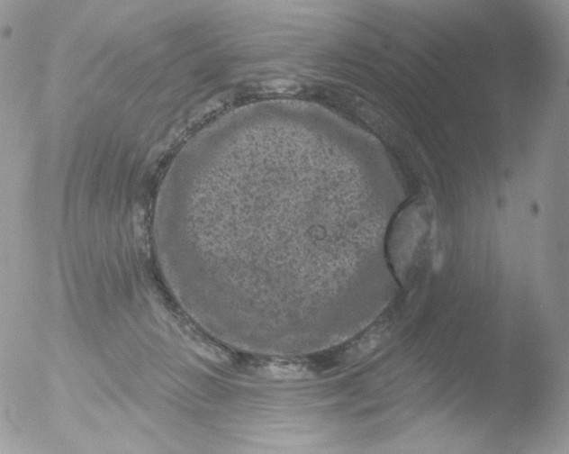 X0000051890270200507151946