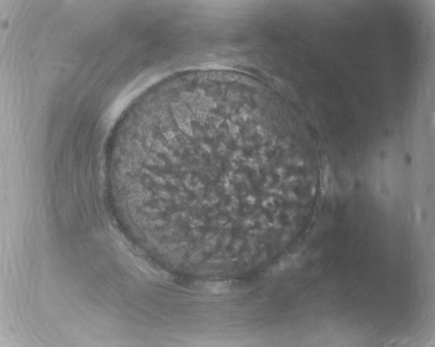 X0000051890295200507151946