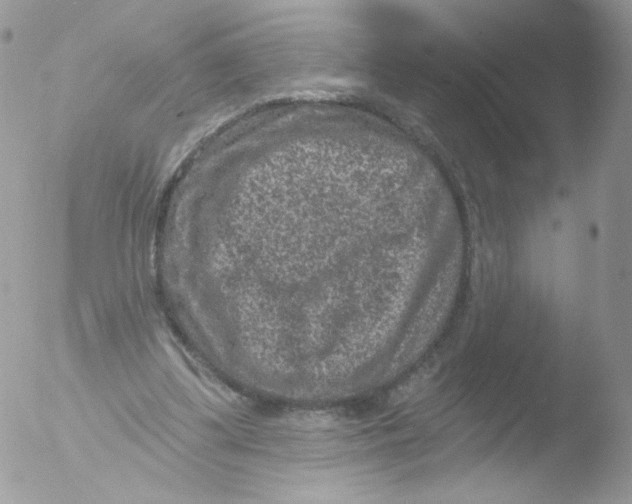 X0000051890299200507151946