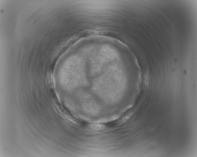 X0000051890429200507151943