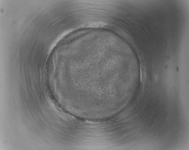 X0000051890483200507151943