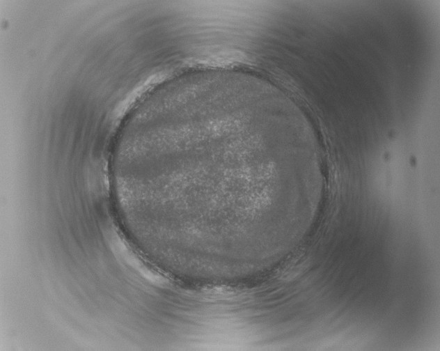 X0000051890634200507151939