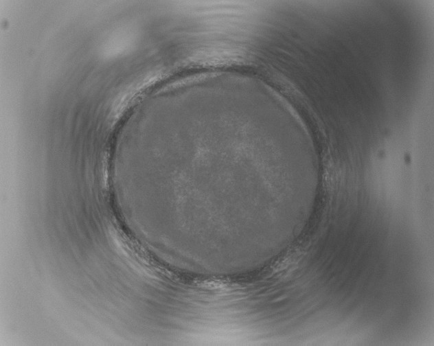 X0000051890635200507151939