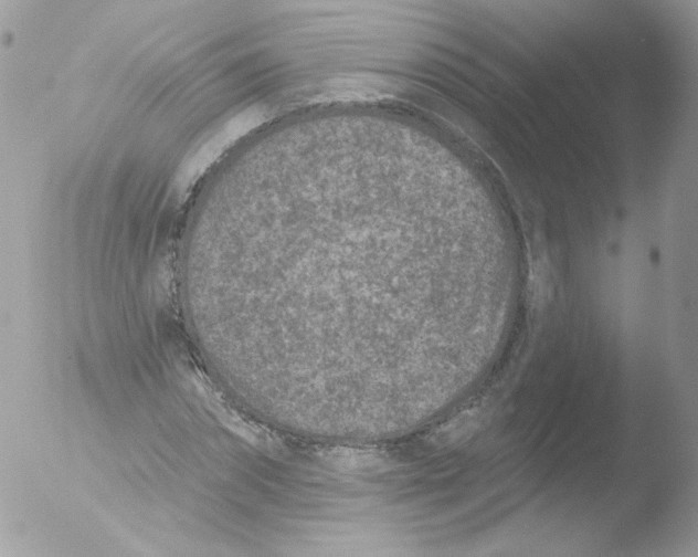 X0000051890874200507151936