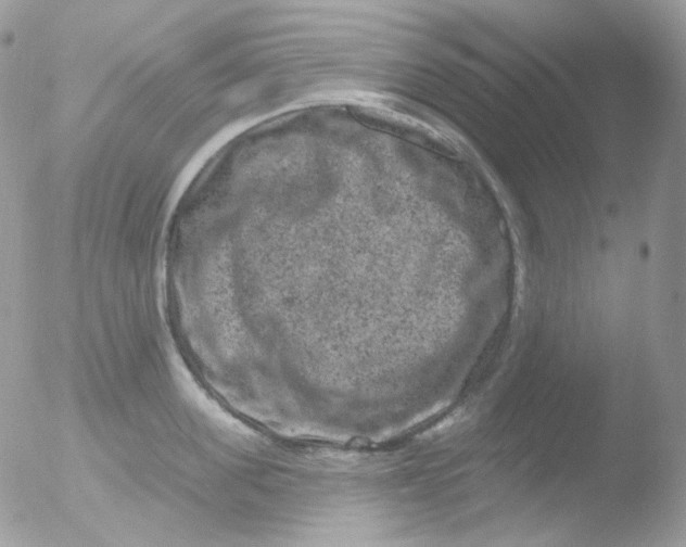 X0000051890955200507151935