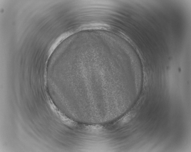 X0000051890994200507151934