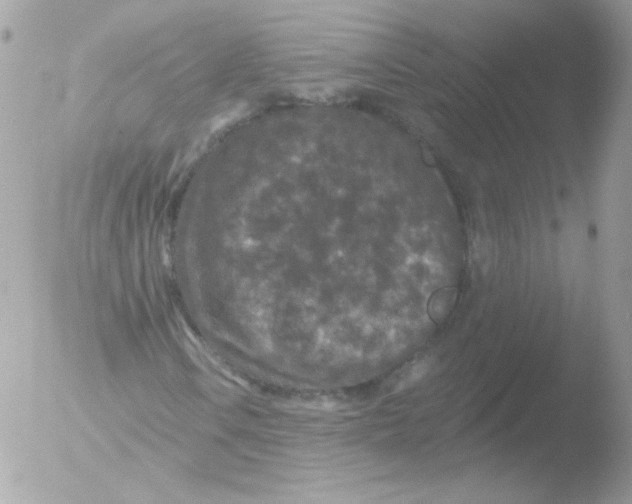 X0000051891106200507151931