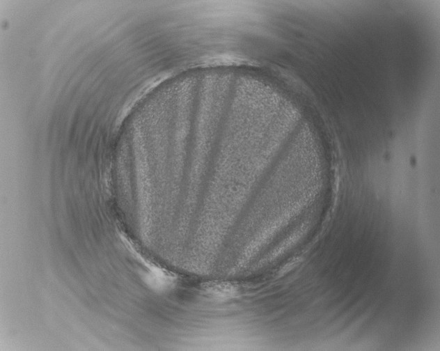 X0000051891217200507151930