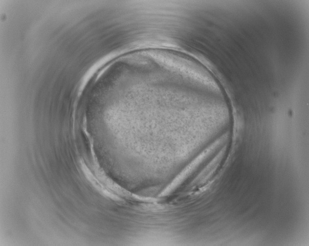 X0000051891246200507151930