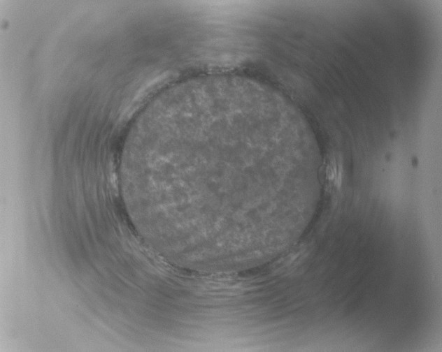 X0000051891252200507151929