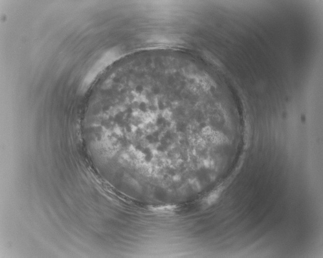 X0000051891259200507151929